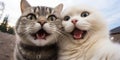 laughing kitty is taking selfie with his partner