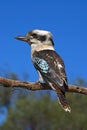 Laughing Kookaburra Royalty Free Stock Photo