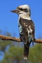 Laughing Kookaburra Royalty Free Stock Photo