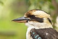 Laughing Kookaburra