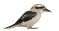 Laughing Kookaburra Royalty Free Stock Photo