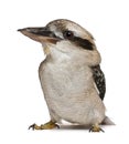 Laughing Kookaburra Royalty Free Stock Photo