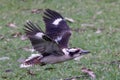 Laughing Kookaburra Royalty Free Stock Photo