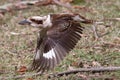 Laughing Kookaburra Royalty Free Stock Photo