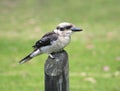 Laughing Kookaburra bird Royalty Free Stock Photo