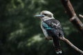 Laughing Kookaburra bird Royalty Free Stock Photo