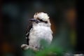 Laughing kookaburra bird resting on a tree branch