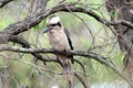 Laughing kookaburra Bird sitting on a tree branch in  Western Australia Royalty Free Stock Photo