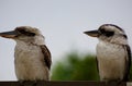 Laughing Kookaburra birds, brown kingfisher birds Royalty Free Stock Photo