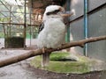 Laughing kookaburra on branch. Close up portrait of an Australian Kookaburra. A cute bird Royalty Free Stock Photo