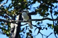 Laughing kookaburra on the branch Royalty Free Stock Photo