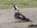 Laughing kookaburra Royalty Free Stock Photo