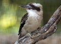 Laughing Kookaburra