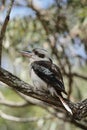 Laughing Kookaburra (Dacelo novaeguineae)