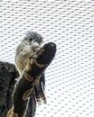 Laughing Kookaburra (Dacelo novaeguineae) - Eastern Australia\'s Bush Serenader