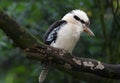 Laughing Kookaburra (Dacelo novaeguineae)