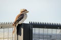 Laughing kookaburra (Dacelo novaeguineae) medium-sized bird, animal sits on a fence in a city park Royalty Free Stock Photo