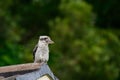 Laughing kookaburra (Dacelo novaeguineae) a medium-sized bird, the animal sits on the roof of the house Royalty Free Stock Photo