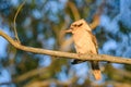 Laughing kookaburra (Dacelo novaeguineae) medium sized bird, animal sitting on a tree branch Royalty Free Stock Photo