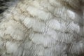 Laughing kookaburra (Dacelo novaeguineae) plumage texture.