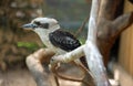 Laughing kookaburra (Dacelo novaeguineae)