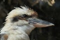 Laughing kookaburra (Dacelo novaeguineae). Royalty Free Stock Photo