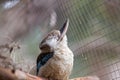 Laughing kookaburra (Dacelo novaeguineae). Wild life animal.