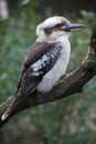 Laughing kookaburra (Dacelo novaeguineae). Royalty Free Stock Photo