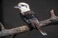 Laughing kookaburra Dacelo novaeguineae.