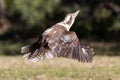 Laughing Kookaburra in flight Royalty Free Stock Photo