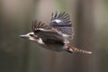 Laughing Kookaburra in flight Royalty Free Stock Photo