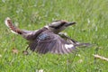 Laughing Kookaburra in flight Royalty Free Stock Photo