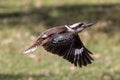 Laughing Kookaburra in flight Royalty Free Stock Photo