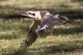 Laughing Kookaburra in flight Royalty Free Stock Photo