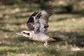 Laughing Kookaburra in flight Royalty Free Stock Photo