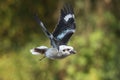 Laughing Kookaburra in flight