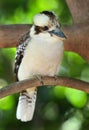 Laughing kookaburra / kingfisher,mackay,australia Royalty Free Stock Photo