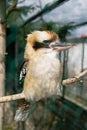Laughing kookaburra Royalty Free Stock Photo