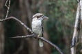 Laughing kookaburra perched on a tree branch at Lake Cootharaba, Queensland, Australia Royalty Free Stock Photo