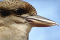 Laughing kookaburra portrait