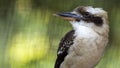 Laughing Kookaburra portrait