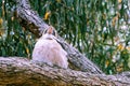 Laughing kookaburra portrait.