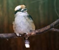 Laughing kookaburra sitting on the branch