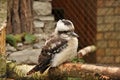 Laughing Kookaburra Royalty Free Stock Photo