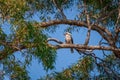 Laughing kookaburra sitting on the branch of a gum tree Royalty Free Stock Photo