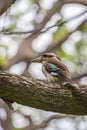 Laughing Kookaburra sitting on Branch of a Tree, Queensland