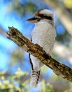 A kookaburra sitting in an old gum tree Royalty Free Stock Photo