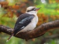 laughing kookaburra sitting on tree branch in the forest