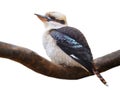laughing kookaburra sitting on tree branch isolated on white background