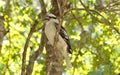 Laughing Kookaburra sitting in a tree